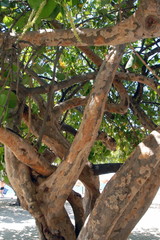 Arbres en bord de mer, Trinidad, Cuba, Caraïbes