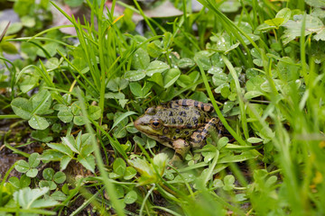 wild frog in nature