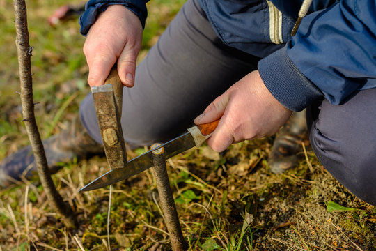 Floracion Bilder – Durchsuchen 1,495 Archivfotos, Vektorgrafiken und ...