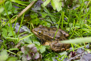 wild frog in nature
