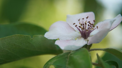 quince FLOWER