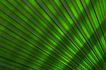 Green leaf texture as background. Texture of nature. Abstract colorful background . For add text .Abstract background photo. Close up.