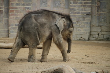 Dumbo on Tour