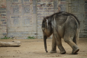 Dumbo on Tour