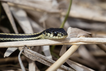snake crawls in grass with head up