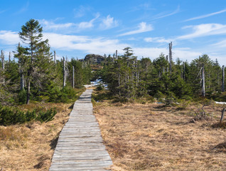 wooden footpath trek in Jizerske hory mountain in spring with lush green spruce tree forest and snow at sunny day, blue sky background