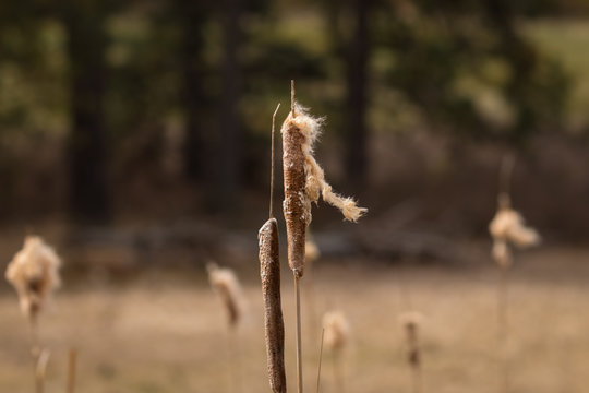 cat tail (typha) plant in cheney washington