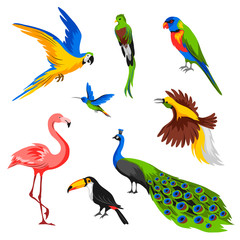 Set of tropical exotic birds.