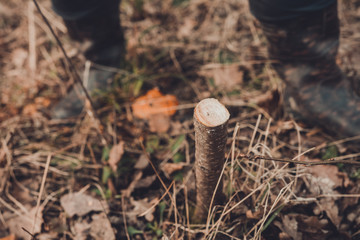 Gardener cut young tree for grafting of young fruit tree on fresh stump