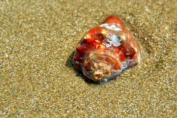 shell on the beach