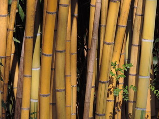 Tiges de bambous
