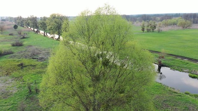Aerial: Flying over Willow tree with young leaves in spring against the background of the landscape with the river. Sunset, evening, twilight.