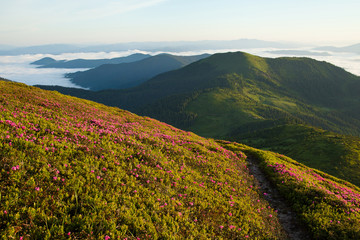 Flowering rhododendron in the mountains