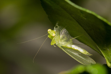 The green mantis.