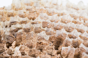 Close up of asian hornets nest inside honeycombed macro studio