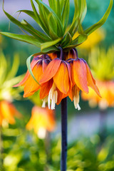 beautiful large bright orange spring flower