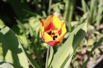 tulpe in rot und gelb