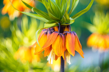 bright orange spring flower close-up