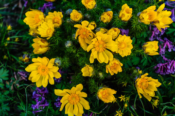 bright yellow spring flowers of Adonis in the garden