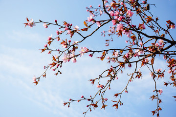 Sakura branches with pink flowers and buds on the background of a gentle blue sky