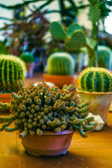 several different succulents on the table