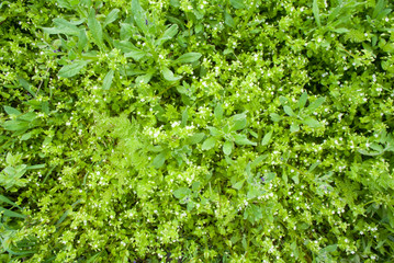 Obraz premium Fresh green plant background. Small white flowers and grass.
