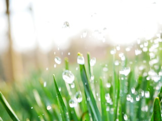 drops of water flying on green leaves. Dynamic frame