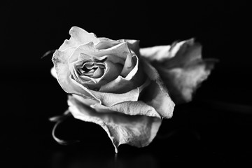 Fototapeta premium Sucha biała róża na czarnym tle z bliska. Czarny i biały