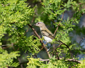 Red-eyed Vireo