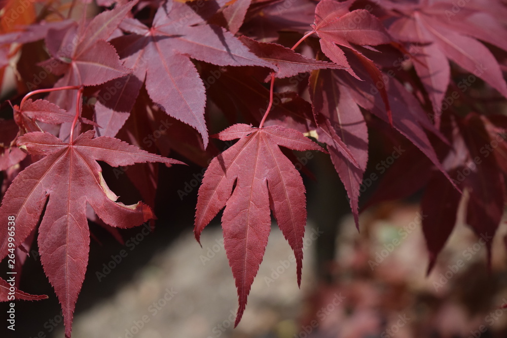 Sticker Red Maple Leaves