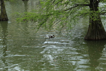 Pato