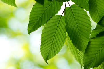 New green leaves in springtime