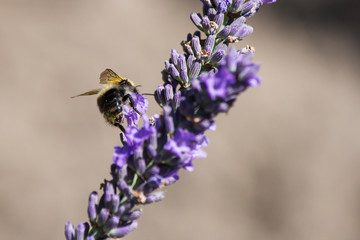 Biene auf Lavendelblüte im Garten