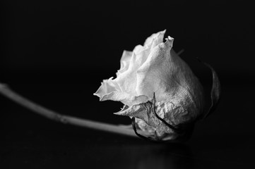 Dry white rose on a black background close up. Black and white