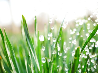 Fototapeta premium drops of water flying on green leaves. Dynamic frame
