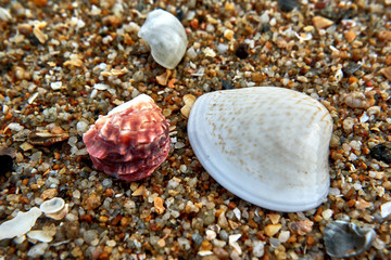 sea shells on the beach