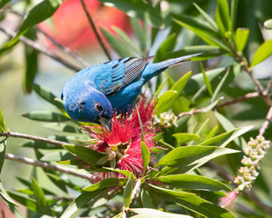 Indigo Bunting on a Flower