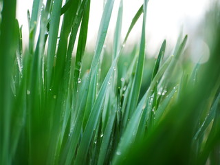 Fototapeta na wymiar Early in the morning. Drops of dew on fresh green grass
