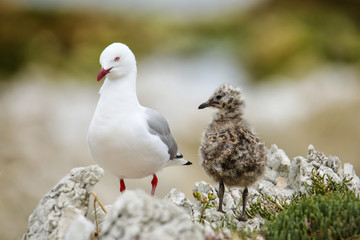 Red-billed gull with small chick