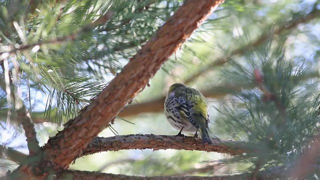 Eurasian siskin, European siskin or common siskin (Spinus spinus) is siting on a pine branch and sings a song in early spring 