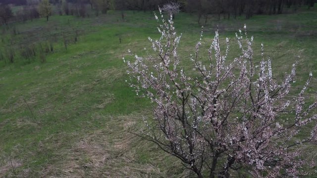 Aerial: Flying over Flowering trees of apricot blossoms against the background of the landscape with the river., Beautiful early spring landscape with dried canes and trees near water and pine forest,
