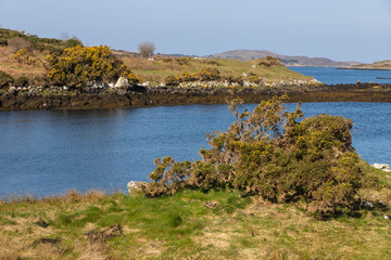 Flowers, rock and vegetation around bay