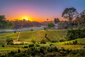 Printed kitchen splashbacks Vineyard sunset over vinery in Chile for agriculture or vinevard background