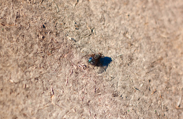 Blue Fly