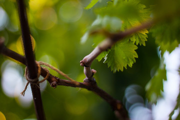 Young Vine