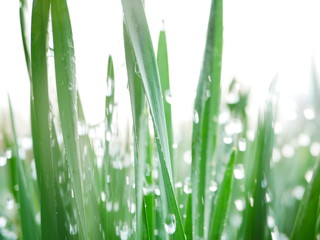 Plakat drops of water flying on green leaves. Dynamic frame