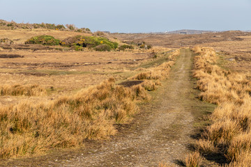 Bog with Farm road and houses in background