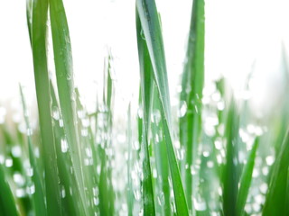 Fototapeta na wymiar drops of water flying on green leaves. Dynamic frame