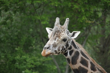 Giraffe