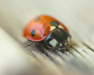 Ladybird macro on background